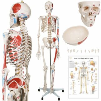 JAGO Anatómia človeka-kostra s detailmi maľby svalov